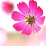 kiccyomuのインスタグラム