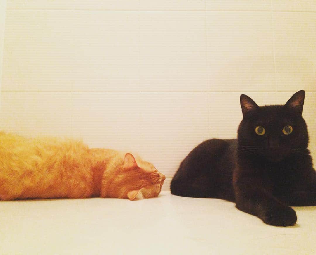 猫沢エミさんのインスタグラム写真 - (猫沢エミInstagram)「お口直しに昨夜の猫兄弟をどうぞ♡  #猫沢家の猫兄弟」10月16日 14時32分 - necozawaemi