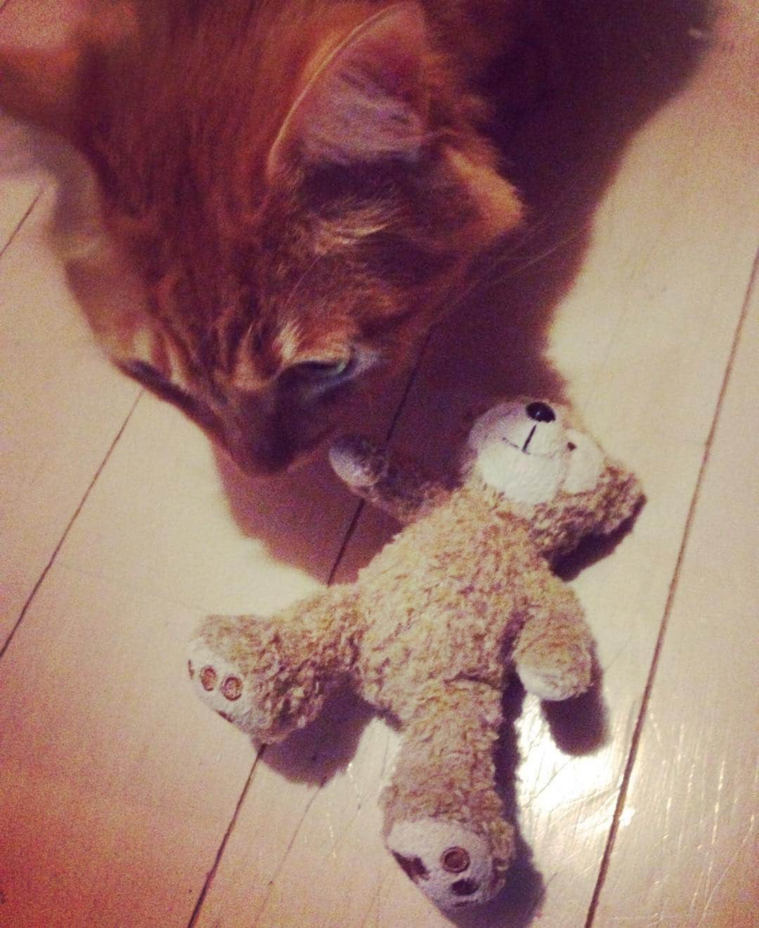 のインスタグラム：「猫の森殺人事件、続報。昨夜未明、蜂蜜卸業を営む熊田鮭男さんを殺害したとして、猫岸警察署（にゃんがんけいさつしょ）に一時拘留されている猫平容疑者に、恋人の熊川クマミさんが面会へ訪れた。『同じくまを殺害するなんて、信じられません…彼は私にはとても優しくて、一度も爪を立てられたことはありません。』と涙ながらに語った。『今後の裁判にもよりますが、彼が刑期を終えるまで、蜂蜜を舐めながら何年でも待ちます。』とも。今後の裁判に注目したい。  @C.W.N  洋梨元勝 #キャットワールドニュース #ユピ坊」