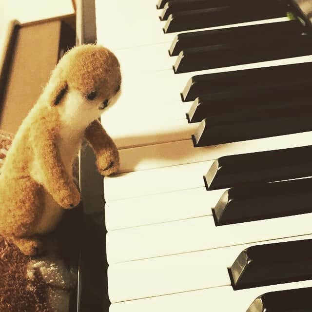 アニマミーア編集部のインスタグラム：「秋の夜長にピアノを奏でるみやたです…………… 「聴いてください。猫ふんじゃった」 #秋 #みやた #アニマミーア」