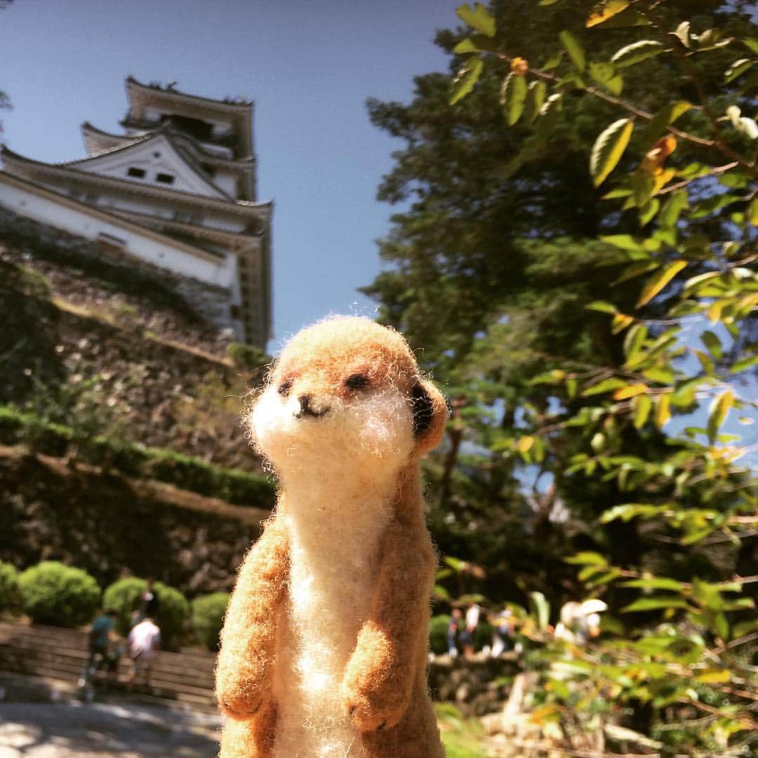 アニマミーア編集部さんのインスタグラム写真 - (アニマミーア編集部Instagram)「【みやたin高知】 やほ〜〜みやただよ 出張で高知城にきてます！わぁ〜高いなぁ  #高知 #高知城」10月4日 11時22分 - animamiainfo