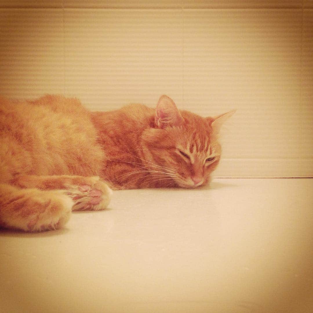 猫沢エミのインスタグラム