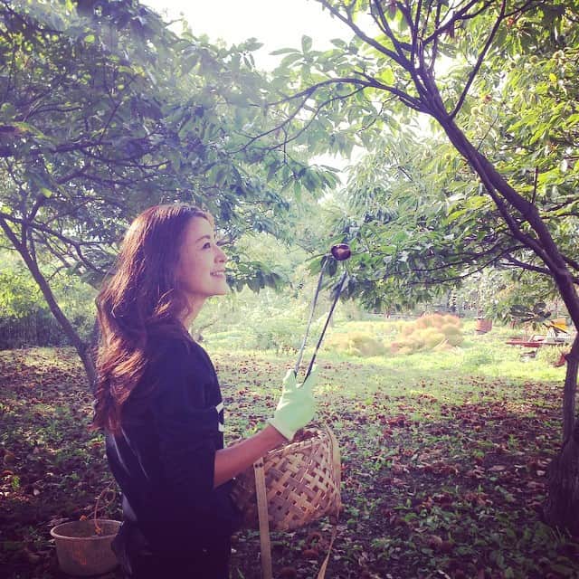 田波涼子のインスタグラム：「栗拾い🌰」