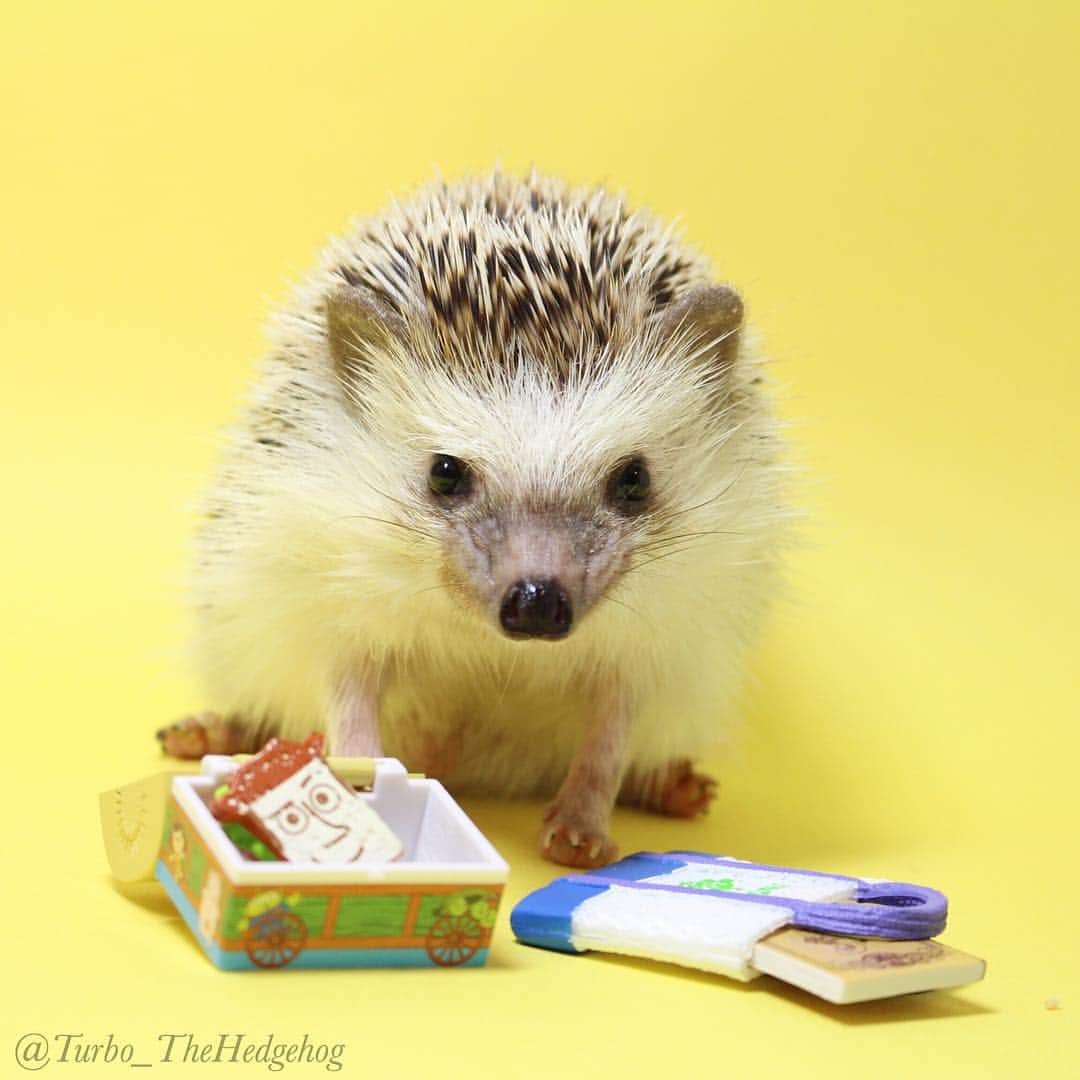 ターボのインスタグラム：「Oct. 5 2015 "Time to study!!!" #turbo_thehedgehog」