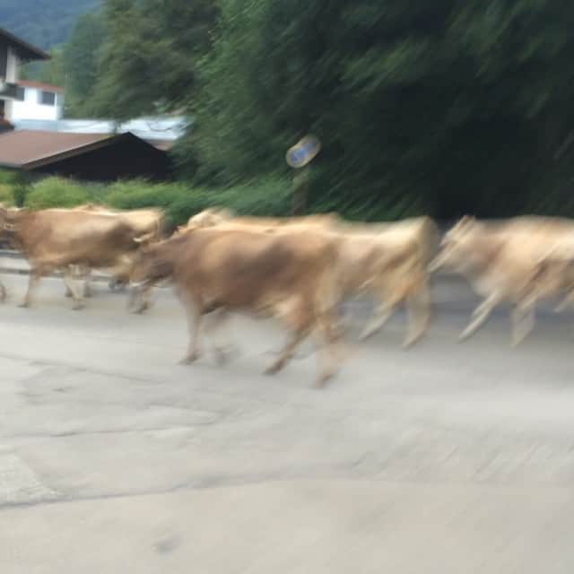 Alex Sinicynのインスタグラム：「#throwbackthursday to the cows of Oberstdorf just casually walking down the street 🐮 #tbt #oberstdorf」
