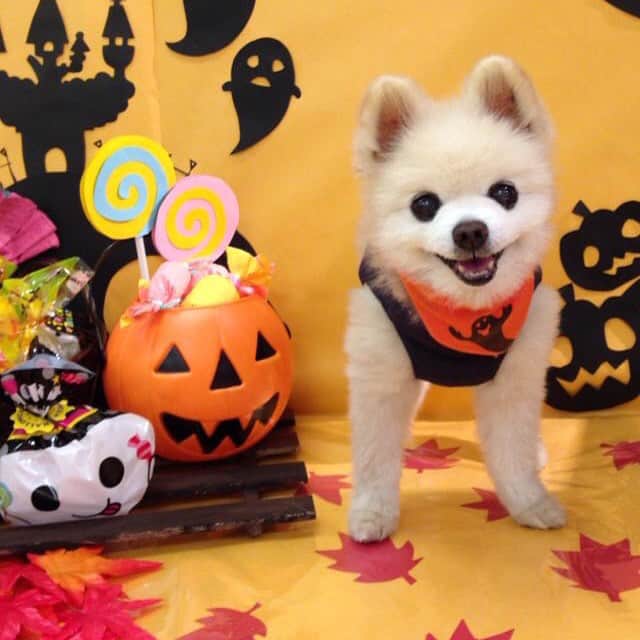 俊介君さんのインスタグラム写真 - (俊介君Instagram)「Prepare for Halloween」10月10日 1時49分 - shunsuke_ekusnuhs
