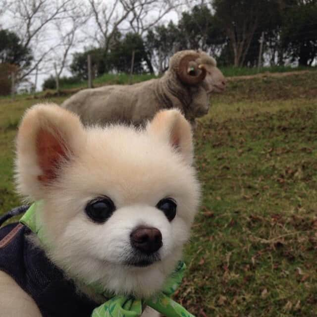 俊介君のインスタグラム：「Happy farm」