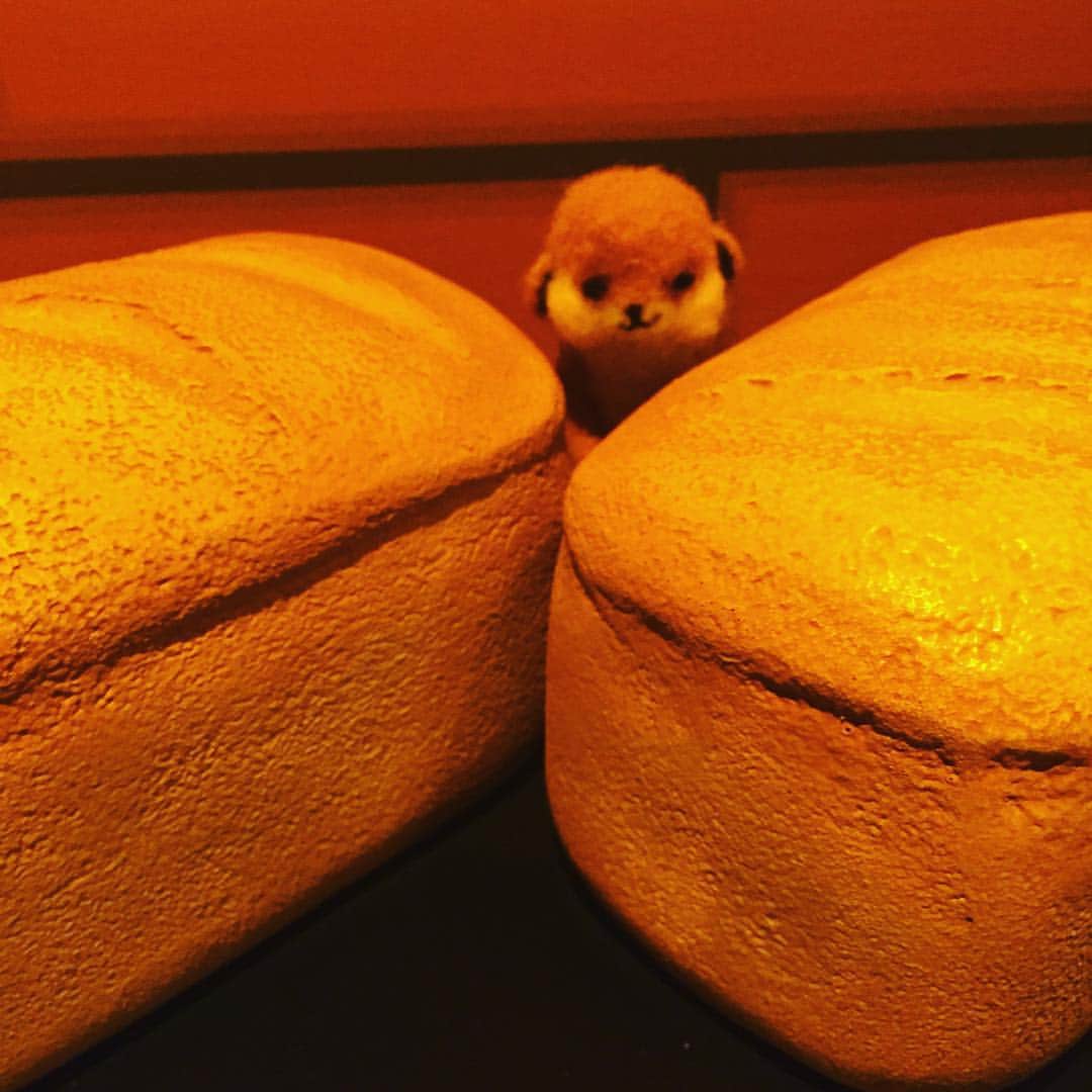 アニマミーア編集部さんのインスタグラム写真 - (アニマミーア編集部Instagram)「パンの隙間からおはみや〜〜」10月13日 10時50分 - animamiainfo