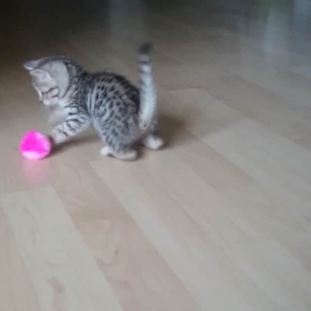 のインスタグラム：「😸 #titan #miracle #kitten #miraclekitten #titanmiraclekitten #meow #cat #cute #love #canada #bc #YVR #catlovers #kittensforever #pet #family #catsofinstagram」