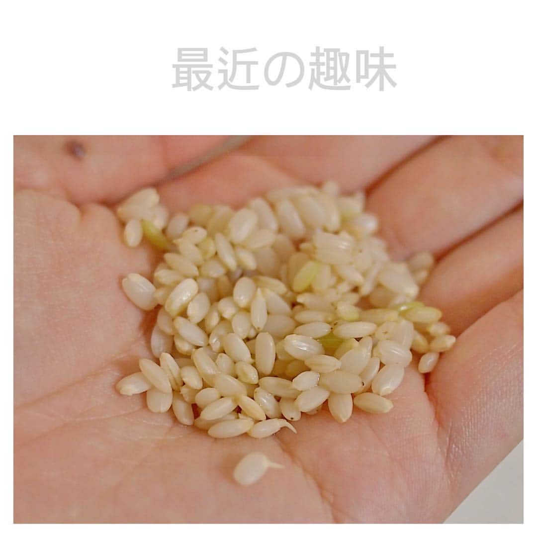 石丸奈菜美のインスタグラム：「玄米を発芽させること。 #根暗」