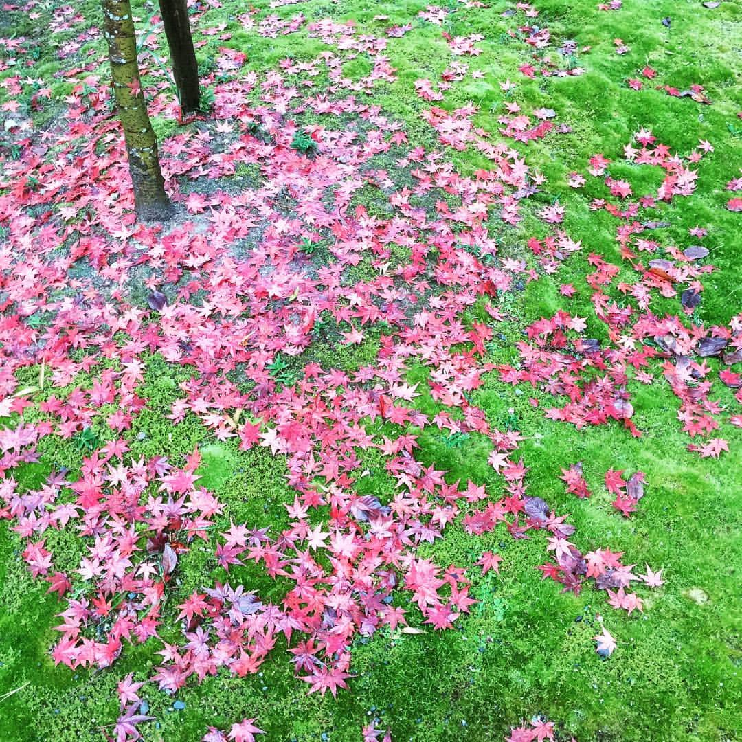 高岡早紀 さんのインスタグラム写真 - (高岡早紀 Instagram)「雨に濡れた紅葉。。」11月9日 8時36分 - saki_takaoka