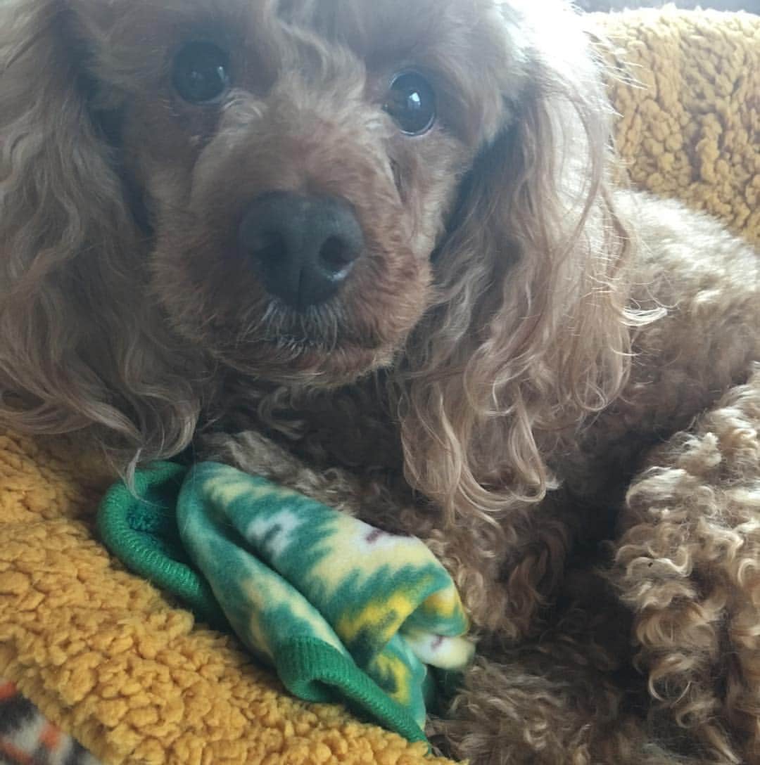 望月嶺臣のインスタグラム：「#愛犬#癒し たわむれてます。」