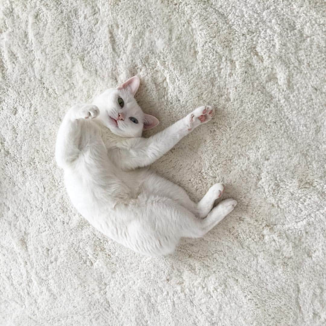 柴咲コウさんのインスタグラム写真 - (柴咲コウInstagram)「今の気分 #lazyday #cat」11月10日 11時52分 - ko_shibasaki