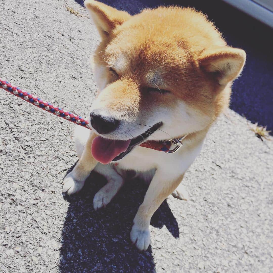 小林且弥さんのインスタグラム写真 小林且弥instagram 右足 柴犬 インプレッサ Cm 11月10日 12時29分 Cobakatsu1210