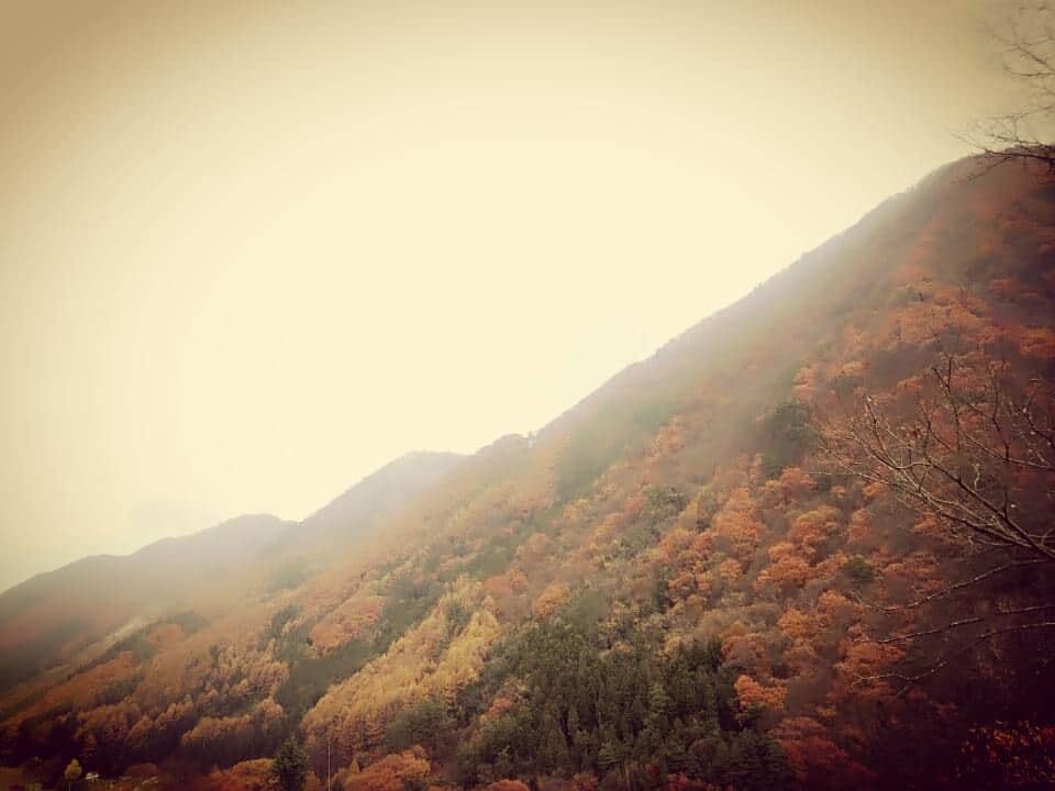 星野ナミのインスタグラム：「今年初の紅葉に高揚中🍁」