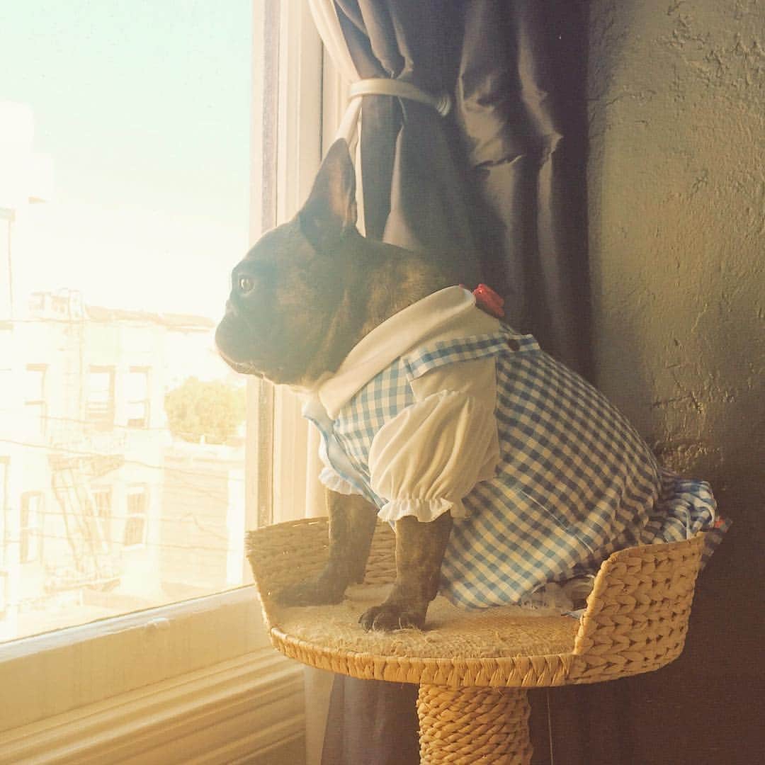 Miss Zoe & Mr Baileyのインスタグラム：「Happy Birthday to this little nugget of glory! 🐶🎂 #unlikelyfriends #noplacelikehome」