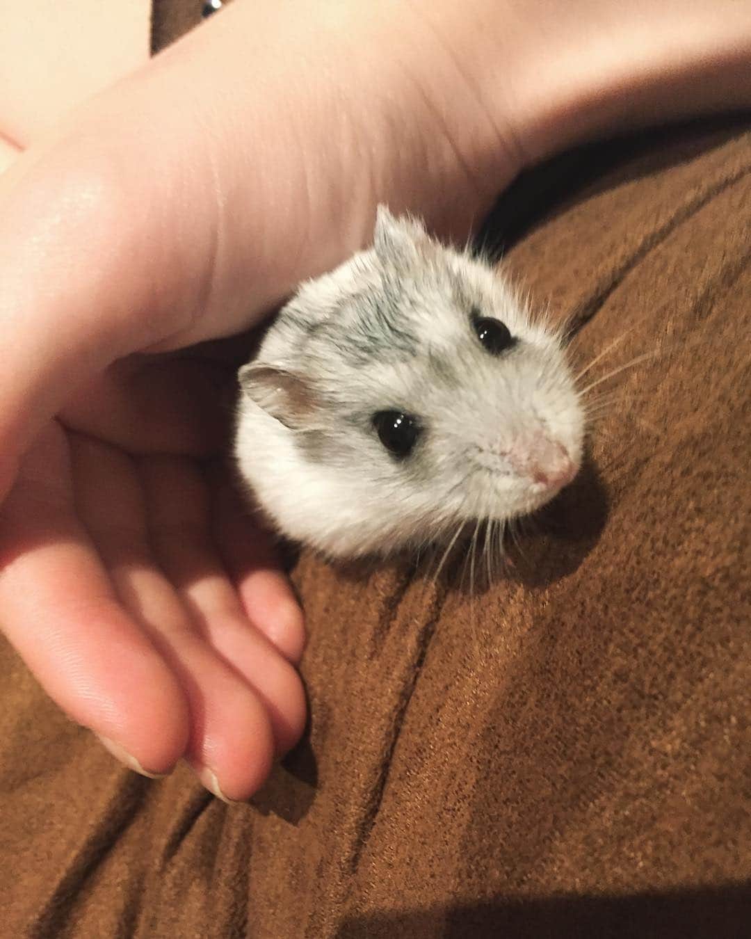 Ella Freyaのインスタグラム：「#hamster #cute #pet #sg」
