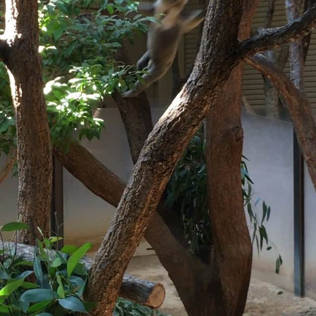 岡田慎吾のインスタグラム：「#Koala #jump」