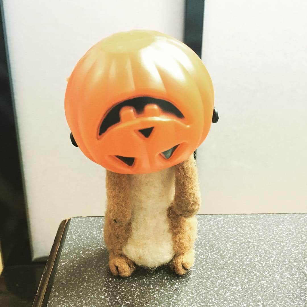 アニマミーア編集部のインスタグラム：「はっぴーはろうぃーん #ハロウィン #みやた #仮装 #かぼちゃ」