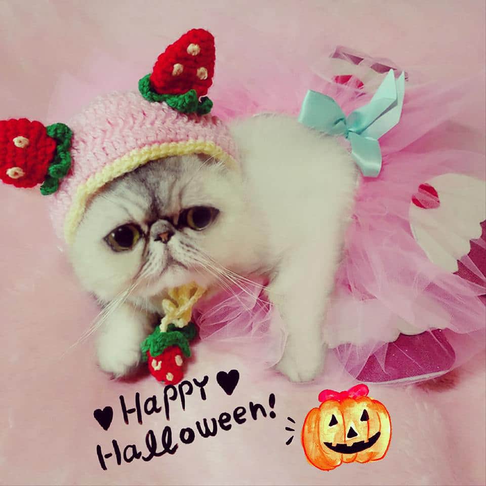 ♡マム♡のインスタグラム：「. . 👻🍭🍬🍭Happy🎃Halloween🍬🍭🍬👻 . . Fancy dress of this year of Larme is fairy cupcake🍰💕💕💕 . . Are you ready？💗😻💓 . . Trick or treat！！！！🍪🍫🍬🍭🍦🍩 . . 皆さん楽しいハロウィンを過ごしてね❤🎃💝 . . 甘い物の食べ過ぎ注意でしゅよ!!!(カップケーキの妖精らるむより♥)」