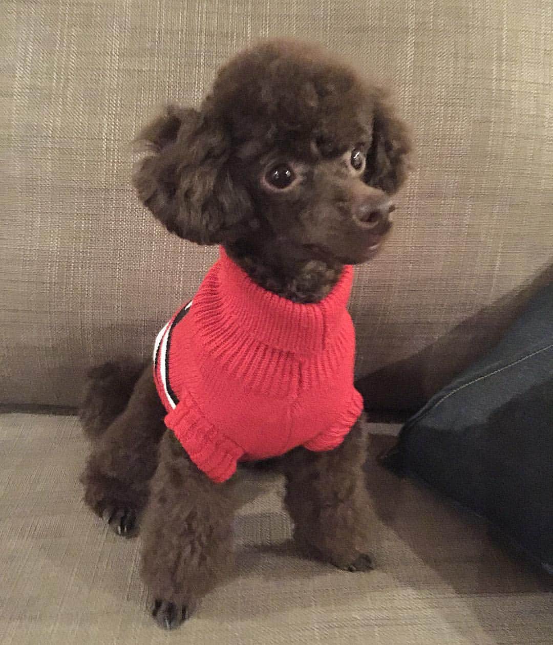 半田麗さんのインスタグラム写真 半田麗instagram トリミング後のすっきりもねさん 私は顔まんまるのテディベアカットにしたいんだけどなぁ やっぱりこっちの方がお手入れしやすくて 笑 今日のもねさん トイプードル トイプードルブラウン 顔バリ