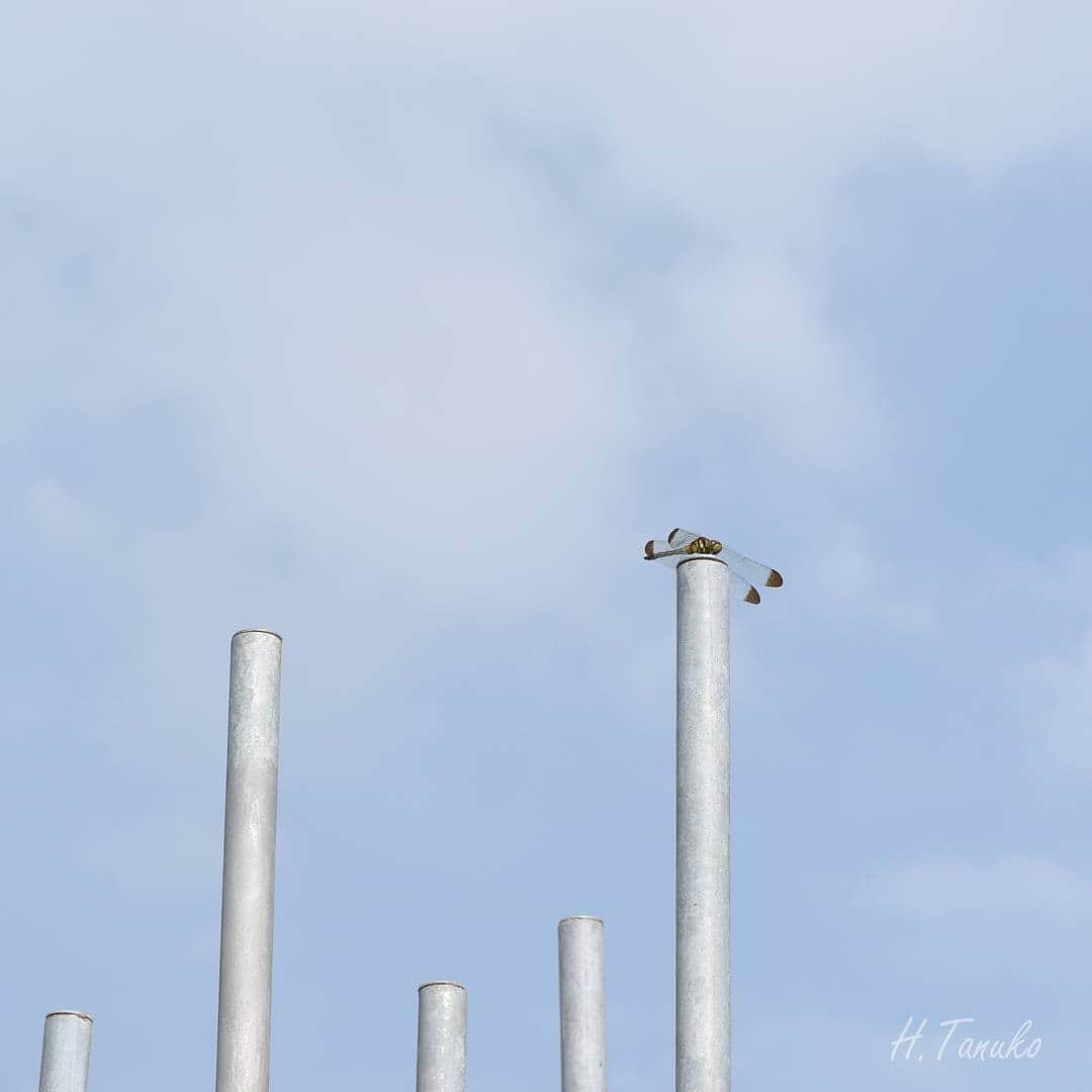 たぬこのグルメインスタ