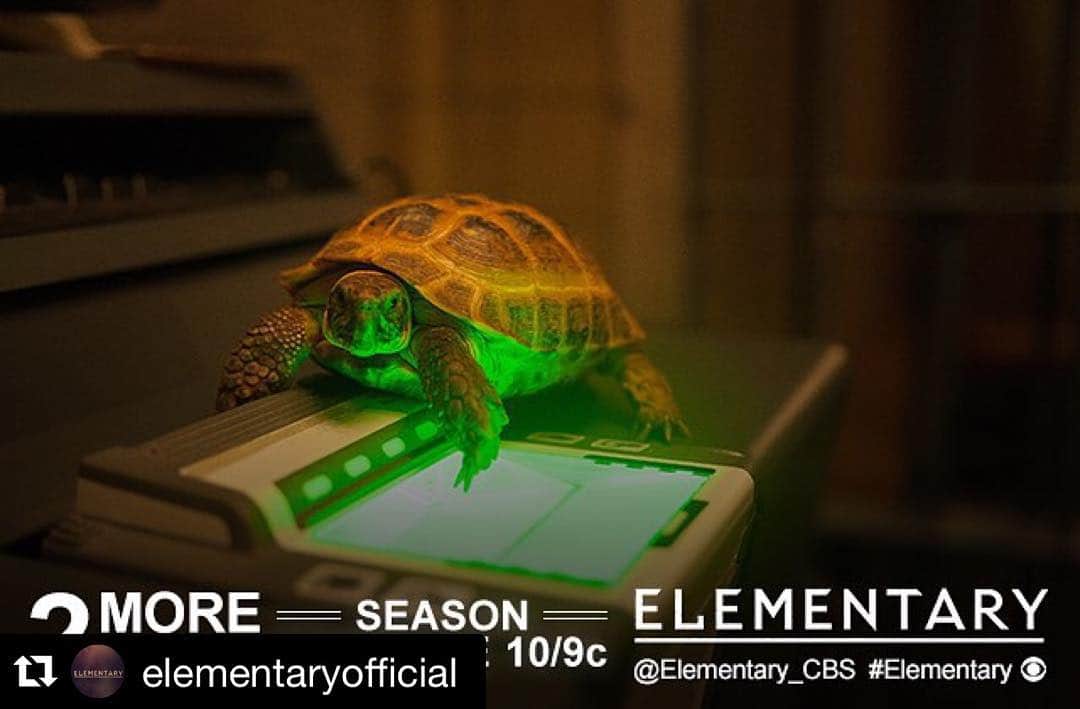 のインスタグラム：「木曜日は #エレメンタリー の日。シーズン2は12/17(木)スタート #クライド🐢 #Repost @elementaryofficial ・・・ 🐢🐢 #Elementary」