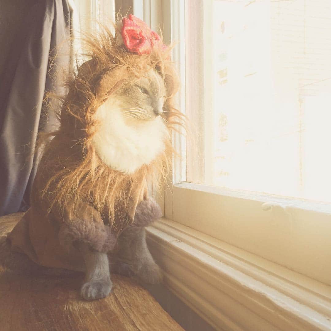 Miss Zoe & Mr Baileyのインスタグラム：「When Halloween is clearly over but you're still feelin that costume. #lion #unlikelyfriends」