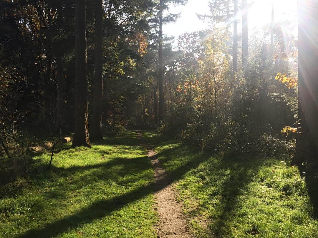 Ella Freyaのインスタグラム：「🌰🌿🍂 #nature #autumn #fall #forest」