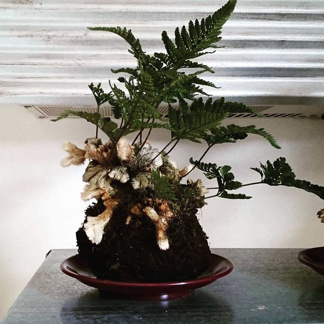 MILLE ECLAT.のグルメインスタ