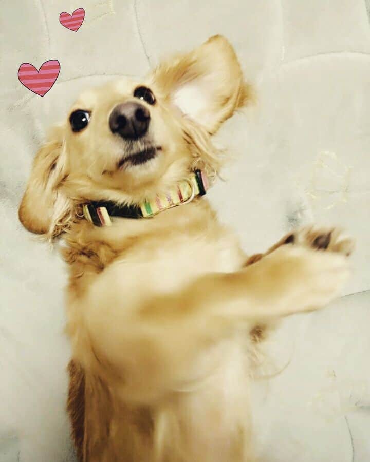 星野ナミのインスタグラム：「キィ郎丸❤」