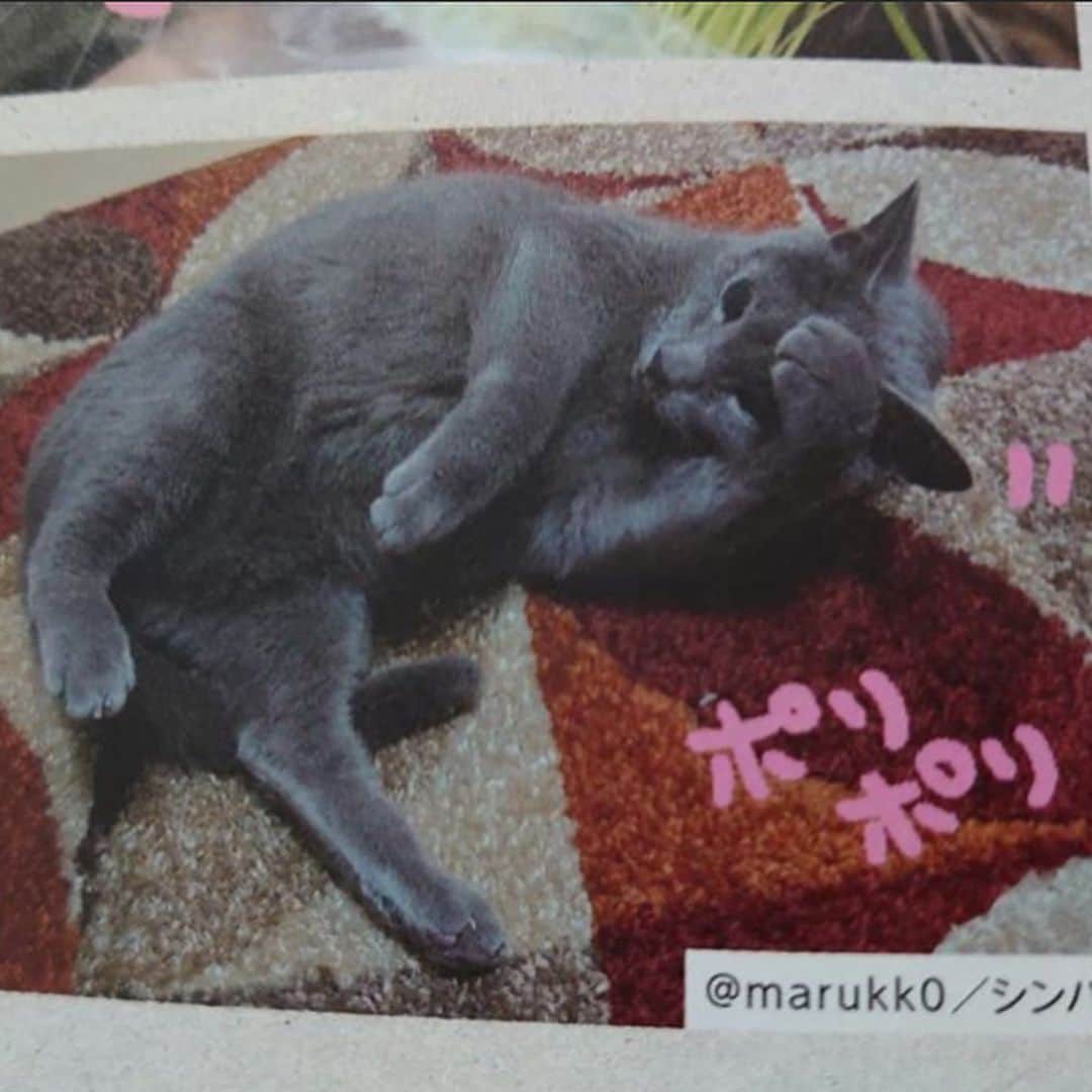 ねこさんのインスタグラム写真 - (ねこInstagram)「@marukk0 さん、ありがとうございます🏋🏻🌱💕あ、そうそう、インスタページ、2部に分かれてルンです😂😂分かりづらくてごめんなさい❣️そして「ポリポリ」の文字は私が愛情込めて入れさせていただきましたー😹😹😹 またよろしくねんっ😻🤟🏻 #Repost @marukk0 with @make_repost ・・・ えっ!？ . もしかして… . 間違いニャイ！ . . にゃんとビックリ💡 おともにゃちが載ってる〜と購入してきた雑誌「ねこ」に、シンバも掲載されてました😂 巻末の方にも#ねこは人を笑顔にする 特集があったことに気づいてなかった。ポリポリ…😹🤣 #neko_magazine さんありがとうございました🍭 * * #みんなが元気になりますように #チーアールーwithモナとこちゃんみんにゃに元気玉 #シュシュたんが元気になりますように #チューイくんファイト 👊 #迷子のみんながオウチに帰れますように ▪️▫️▪️▫️▪️▫️▪️▫️▪️▫️▪️▫️▪️▫️▪️ #うちの子がかわいすぎて困る #neko_magazine #cat #gatto #katze#azulruso #bleurusse #cutecat#greycat #lionpetcat #petio #russianblue #ロシアンブルー #グレねこ倶楽部 #sippo #朝ワンコ夕ニャンコ #peppyフォト部 #ねこは人を笑顔にする @beautypro_contest #ビューティープロコンテスト」4月15日 9時34分 - neko_magazine