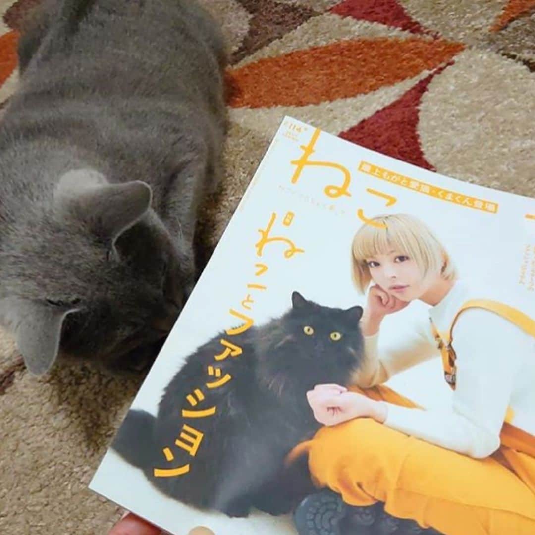 ねこさんのインスタグラム写真 - (ねこInstagram)「@marukk0 さん、ありがとうございます🏋🏻🌱💕あ、そうそう、インスタページ、2部に分かれてルンです😂😂分かりづらくてごめんなさい❣️そして「ポリポリ」の文字は私が愛情込めて入れさせていただきましたー😹😹😹 またよろしくねんっ😻🤟🏻 #Repost @marukk0 with @make_repost ・・・ えっ!？ . もしかして… . 間違いニャイ！ . . にゃんとビックリ💡 おともにゃちが載ってる〜と購入してきた雑誌「ねこ」に、シンバも掲載されてました😂 巻末の方にも#ねこは人を笑顔にする 特集があったことに気づいてなかった。ポリポリ…😹🤣 #neko_magazine さんありがとうございました🍭 * * #みんなが元気になりますように #チーアールーwithモナとこちゃんみんにゃに元気玉 #シュシュたんが元気になりますように #チューイくんファイト 👊 #迷子のみんながオウチに帰れますように ▪️▫️▪️▫️▪️▫️▪️▫️▪️▫️▪️▫️▪️▫️▪️ #うちの子がかわいすぎて困る #neko_magazine #cat #gatto #katze#azulruso #bleurusse #cutecat#greycat #lionpetcat #petio #russianblue #ロシアンブルー #グレねこ倶楽部 #sippo #朝ワンコ夕ニャンコ #peppyフォト部 #ねこは人を笑顔にする @beautypro_contest #ビューティープロコンテスト」4月15日 9時34分 - neko_magazine