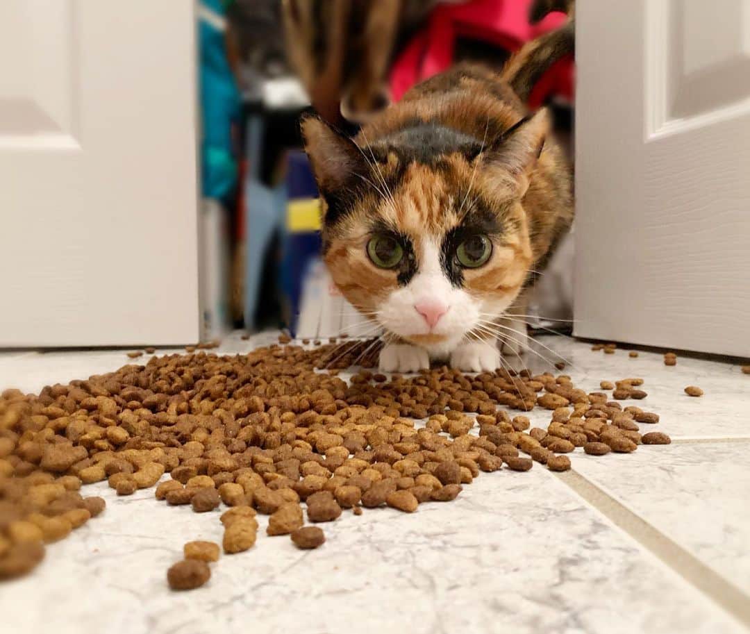 リリーのインスタグラム：「Spill in the kitchen? I was born for this 😋 . . . . . #lillycrazyeyes #quarantine #stayhome #catsofinstagram #9gag #calico #instacat #meowstagram #meow #meowdel #tongueouttuesday #instacalico #calico」