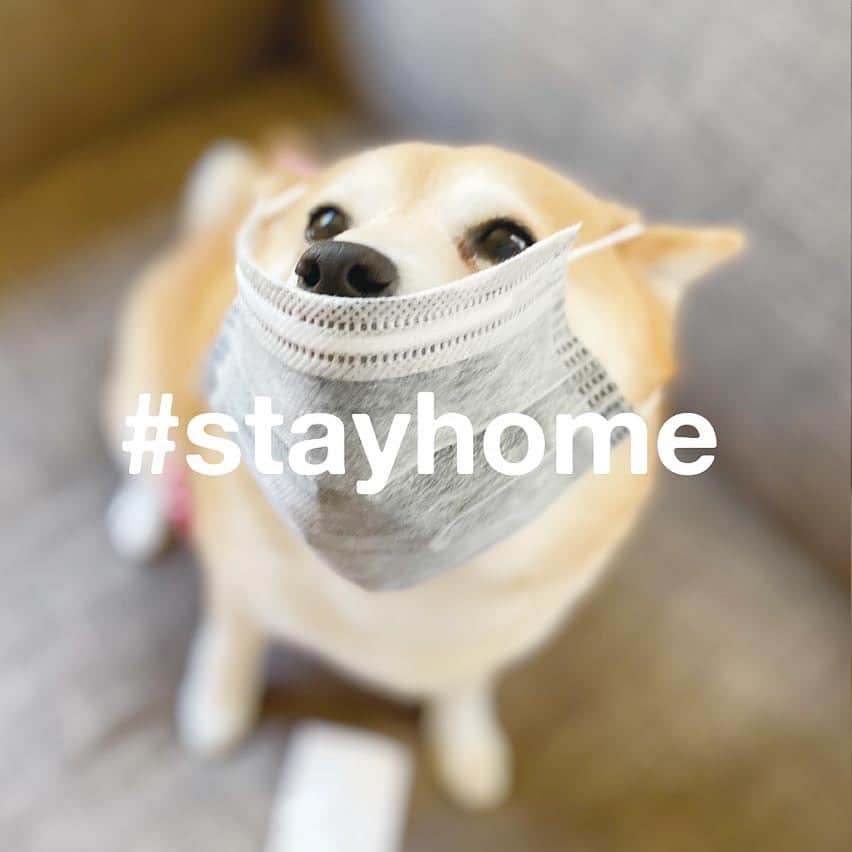 マル子さんのインスタグラム写真 - (マル子Instagram)「おはよー！  #stayhome シリーズ #マル子  #マスク忘れずに  #お散歩以外は家にいます　 #手洗いも忘れずに  #きょうのマル村さん  #きょうの犬村さん」4月15日 9時45分 - tomikago