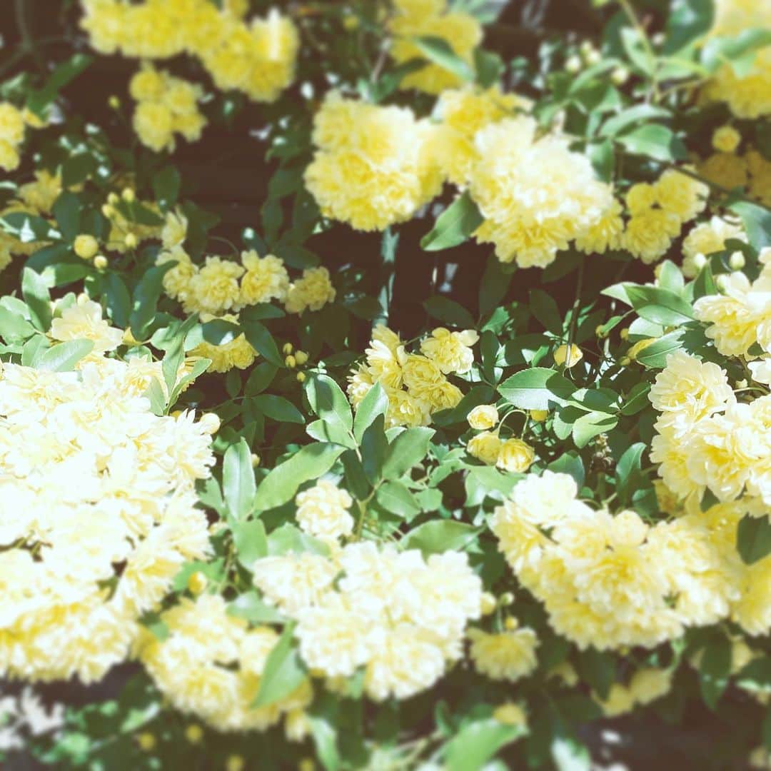 中野敬久さんのインスタグラム写真 - (中野敬久Instagram)「#flowers #flowersoflife #yellow #blossom #hope」4月15日 9時57分 - hirohisanakano