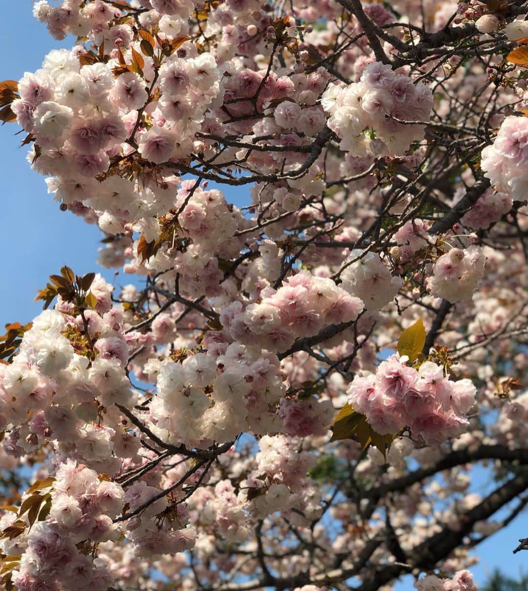 のインスタグラム：「#sakura🌸  #😊😊😊」