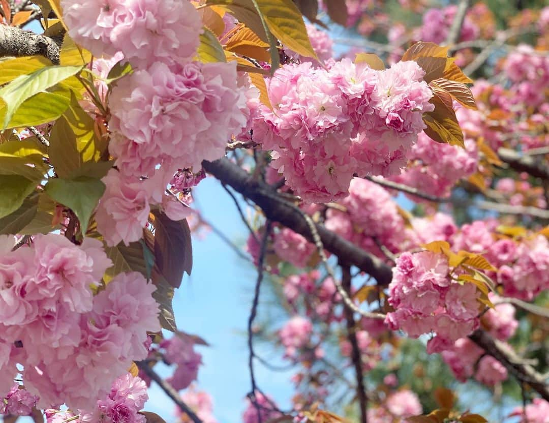 青山有紀さんのインスタグラム写真 - (青山有紀Instagram)「歩いてアトリエに向かう道にお花がたくさん🌸🌷🌸みんな喜びに満ちて咲いている✨」4月15日 10時35分 - yukiaoya