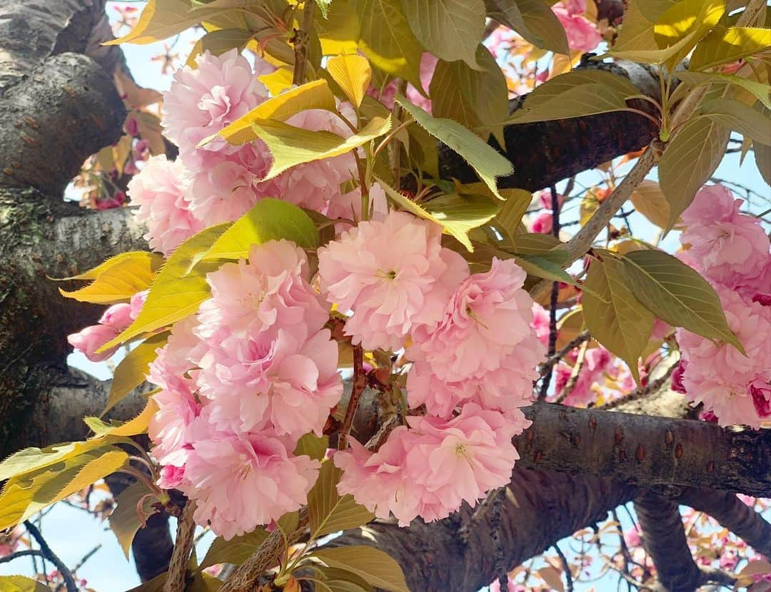 青山有紀さんのインスタグラム写真 - (青山有紀Instagram)「歩いてアトリエに向かう道にお花がたくさん🌸🌷🌸みんな喜びに満ちて咲いている✨」4月15日 10時35分 - yukiaoya