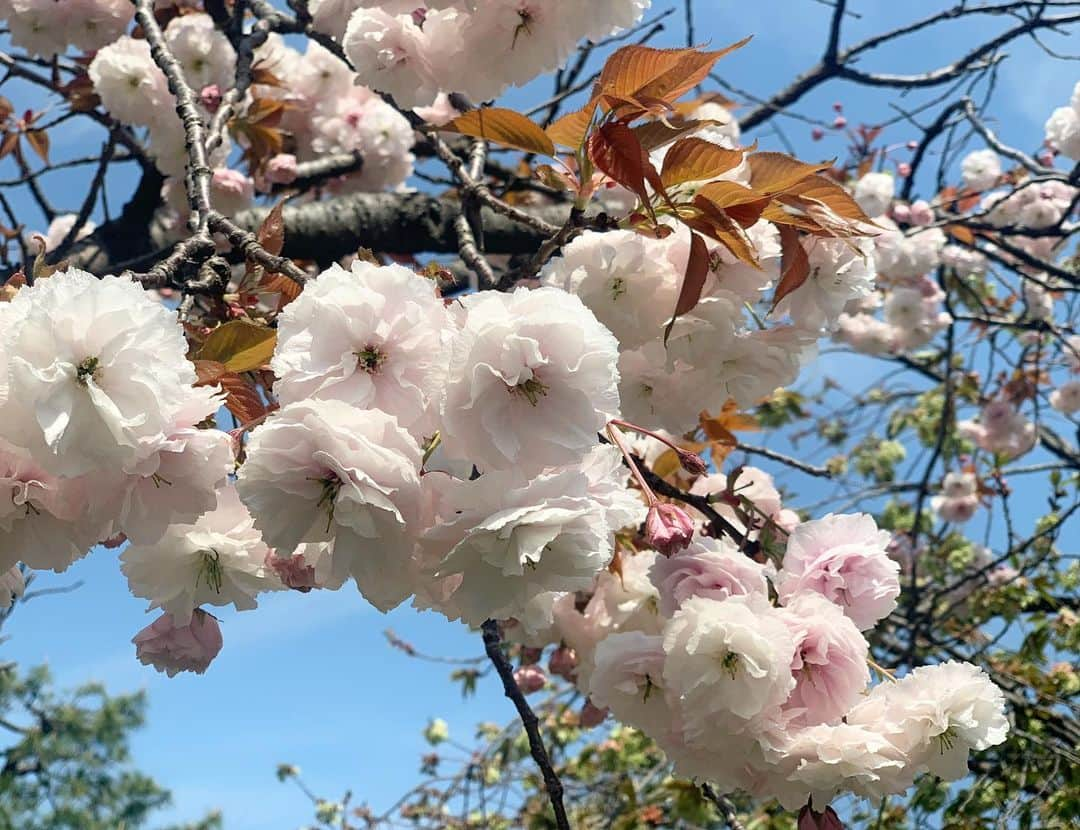 青山有紀さんのインスタグラム写真 - (青山有紀Instagram)「歩いてアトリエに向かう道にお花がたくさん🌸🌷🌸みんな喜びに満ちて咲いている✨」4月15日 10時35分 - yukiaoya