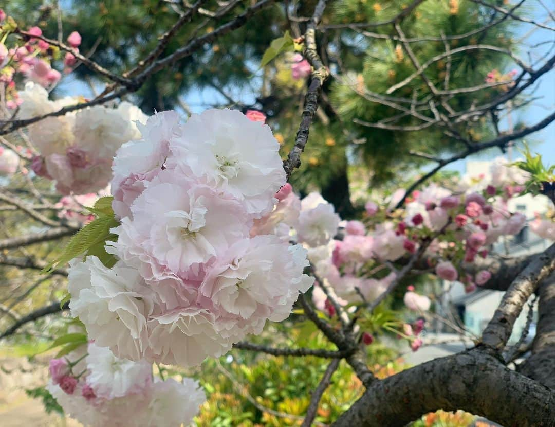 青山有紀さんのインスタグラム写真 - (青山有紀Instagram)「歩いてアトリエに向かう道にお花がたくさん🌸🌷🌸みんな喜びに満ちて咲いている✨」4月15日 10時35分 - yukiaoya