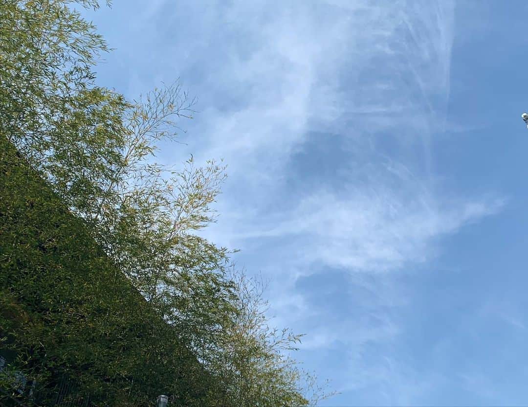 青山有紀さんのインスタグラム写真 - (青山有紀Instagram)「歩いてアトリエに向かう道にお花がたくさん🌸🌷🌸みんな喜びに満ちて咲いている✨」4月15日 10時35分 - yukiaoya