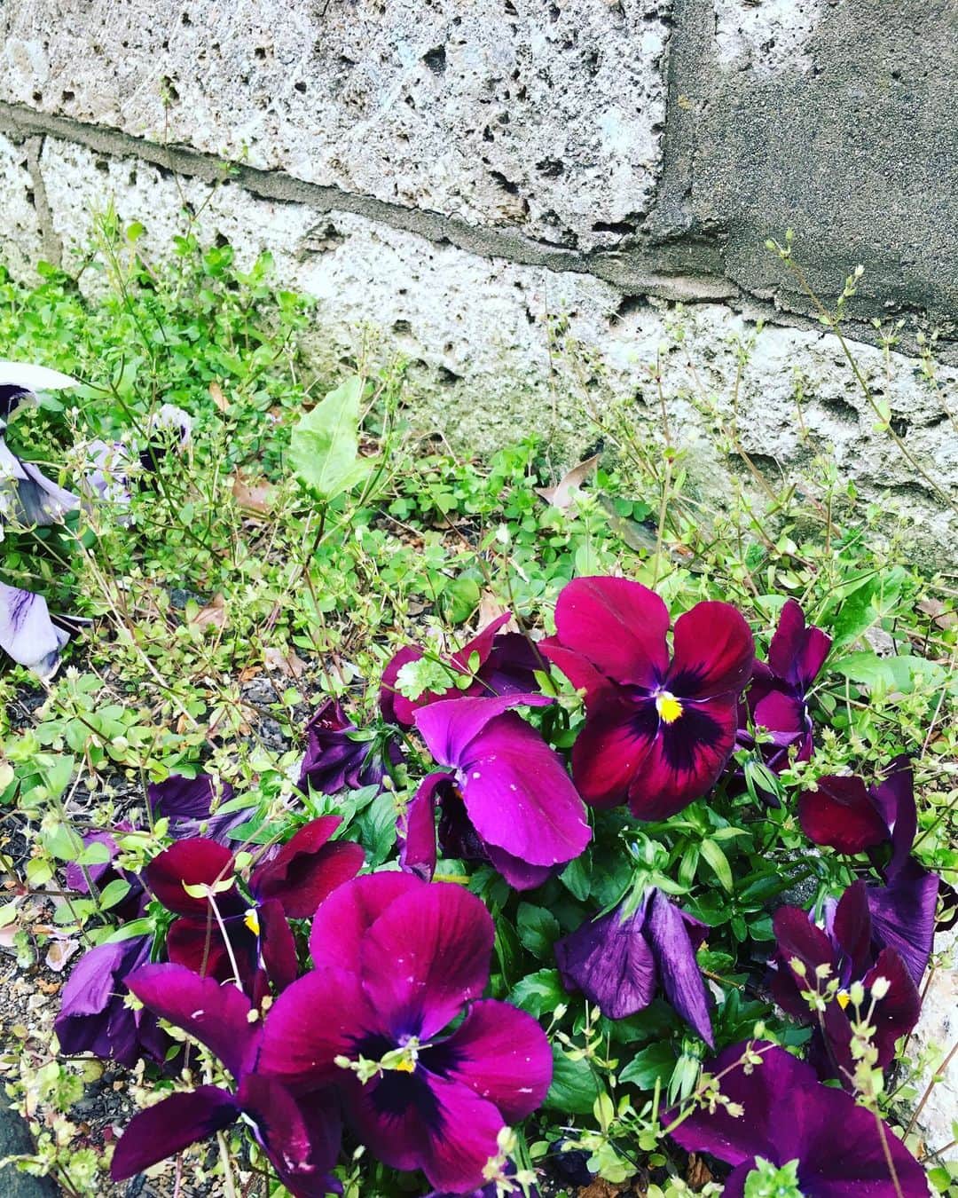ヤマト（はやぶさ）のインスタグラム：「#はやぶさ　#パンジー　#紫色もありました　#高貴な色です」