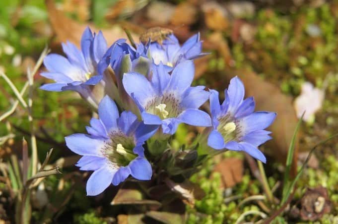 のインスタグラム：「Campus Seasonal Photos April ③ 丹木の歳時記　卯月③ ⑴ Gentiana zollingeri・筆竜胆(フデリンドウ) ⑵ Arisaema urashima・浦島草(ウラシマソウ) ⑶ Cypripedium japonicum・熊谷草 (クマガイソウ) ⑷ Glaucidium palmatum・白根葵(シラネアオイ) ⑸ Violet①・菫(スミレ) ⑹ Violet② ⑺ Field horsetail・土筆(ツクシ) ⑻ Glechoma hederacea・垣通し(カキドオシ) ⑼ Erigeron annuus・姫女菀(ヒメジョオン) ⑽ Epimedium grandiflorum・碇草(イカリソウ) #discoversoka #sodaigram #sokauniversity #hachioji #tokyo #japan #campus #university #nature #environment #fourseasons #april #spring #flowers #beautiful #創価大学 #八王子 #東京 #キャンパス #大学 #自然 #環境 #4月 #卯月 #四季 #春 #花」