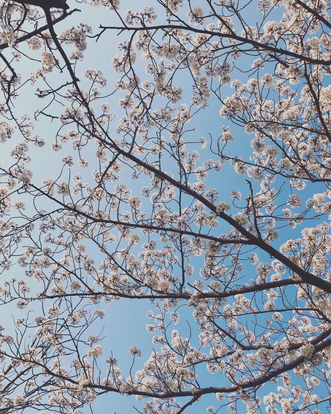 yukaさんのインスタグラム写真 - (yukaInstagram)「前を向いて、上を向いて。  Don't just look down, think positively. ・ ・ ・ #お家で花見 #おうち時間  #igersjp #instagramjapan #hellofrom  #stayhome  #ザ花部 #team_jp_flower  #はなまっぷ2020」4月15日 10時49分 - yuka_ff