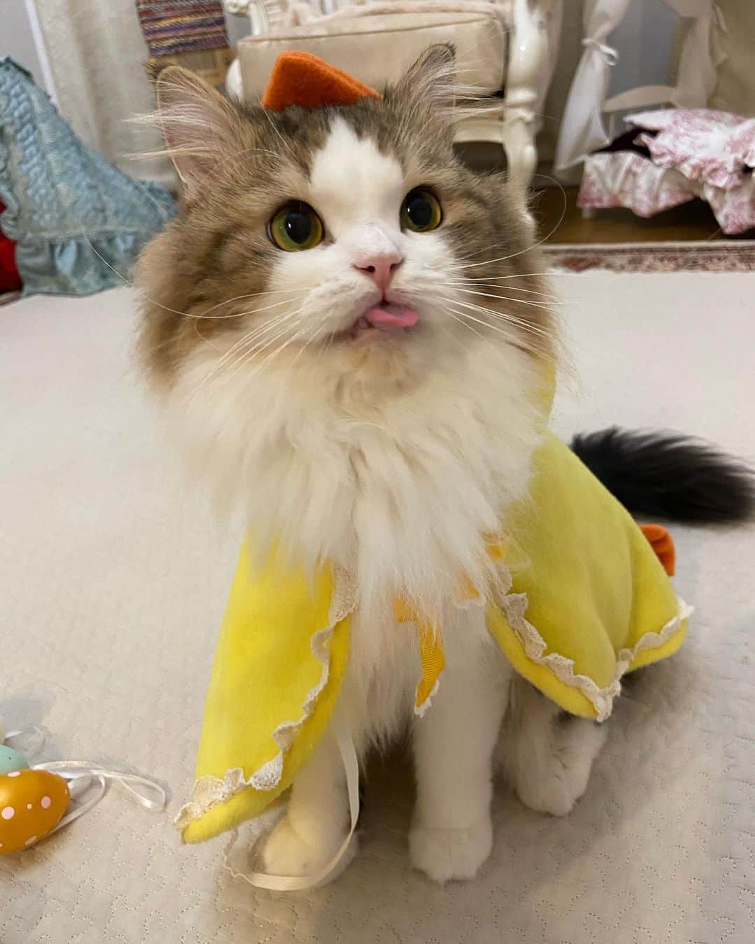 マンチカンのココ王子さんのインスタグラム写真 - (マンチカンのココ王子Instagram)「イースターの写真撮ろうかなぁと思ってたら過ぎちゃった💦 あまり上手く撮ってあげれなかったモカヒヨコさん😅 ピヨピヨ🐣  Late easter😂🐥 #cat#easter#neko#ミヌエット#minuetcat#ミヌエット長毛」4月15日 2時12分 - cocolog_cat