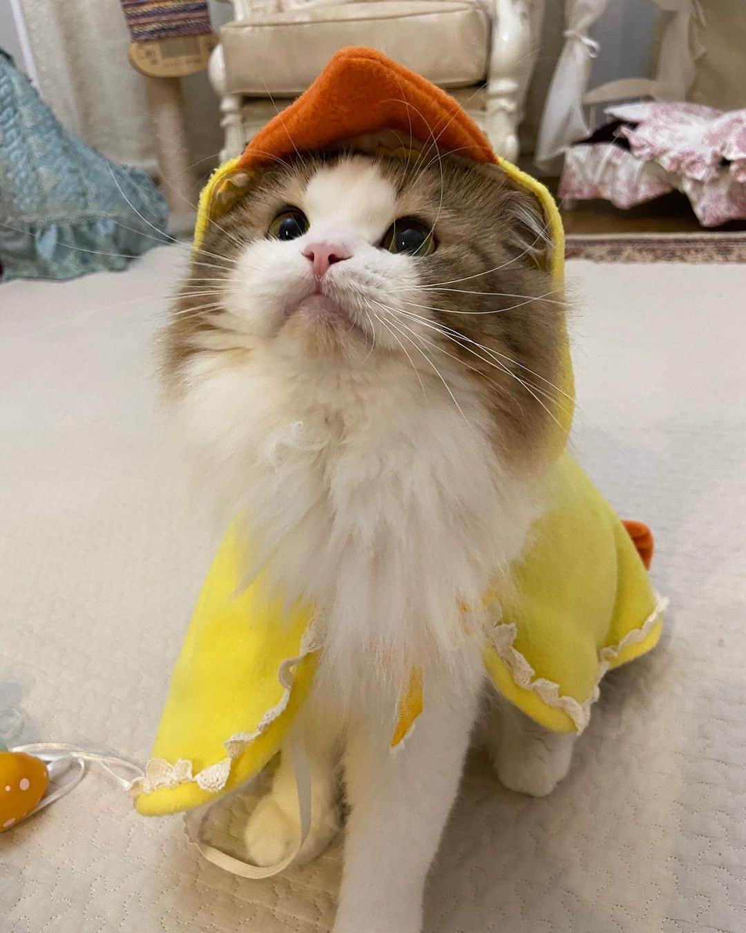 マンチカンのココ王子さんのインスタグラム写真 - (マンチカンのココ王子Instagram)「イースターの写真撮ろうかなぁと思ってたら過ぎちゃった💦 あまり上手く撮ってあげれなかったモカヒヨコさん😅 ピヨピヨ🐣  Late easter😂🐥 #cat#easter#neko#ミヌエット#minuetcat#ミヌエット長毛」4月15日 2時12分 - cocolog_cat