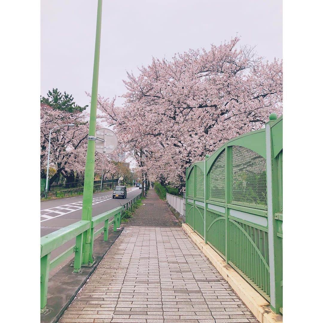 潘めぐみさんのインスタグラム写真 - (潘めぐみInstagram)「🍃🌸🍃🌸🍃 . いつかの曇りの日の桜。 . ガードレールたちの緑で . なんだか雰囲気出る。 . 曇りでも自然光がいい感じ。 . #桜 #さくら #サクラ #sakura #花見 #インスタ花見 #tokyo #aoyama #青山 #レンズ越しの私の世界」4月15日 2時34分 - han_meg_han