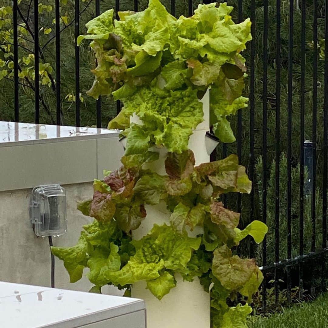 ジェニー・ガースさんのインスタグラム写真 - (ジェニー・ガースInstagram)「My little lettuce babies are all grown up🥬  When i was a little girl growing up on a farm in Illinois we had an amazing garden. I remember helping my mom... planting, weeding and harvesting. She loved gardening and still does what she can. She grows gorgeous roses!  I use a hydroponic system (just uses water no dirt to grow) and i love the results. No pesticides and no bugs!  It makes me proud to grow food for my family and it just tastes so good!  I think i have a #greenthumb  of my own thanks to what my parents taught me. #passitdown #parenting #garden #hobby #hydroponics #vegetables」4月15日 4時20分 - jenniegarth