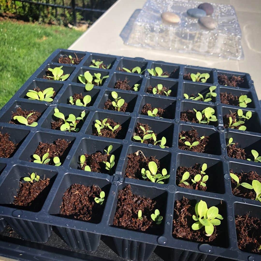 ジェニー・ガースさんのインスタグラム写真 - (ジェニー・ガースInstagram)「My little lettuce babies are all grown up🥬  When i was a little girl growing up on a farm in Illinois we had an amazing garden. I remember helping my mom... planting, weeding and harvesting. She loved gardening and still does what she can. She grows gorgeous roses!  I use a hydroponic system (just uses water no dirt to grow) and i love the results. No pesticides and no bugs!  It makes me proud to grow food for my family and it just tastes so good!  I think i have a #greenthumb  of my own thanks to what my parents taught me. #passitdown #parenting #garden #hobby #hydroponics #vegetables」4月15日 4時20分 - jenniegarth